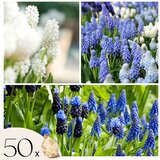 Plant in a Box Armenska hrušica - 50 kos - Muscari 'Magic Mix' - Cvetne čebulice, (21755678) Cene