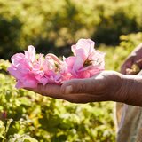 Guerlain Aqua Allegoria Rosa Rossa Harvest toaletna voda za žene limitirana serija 125 ml | shoptok.hr