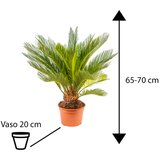 TGC cycas revoluta 20/65 TGC | ePonuda.com