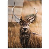 Wallity Steklena slika 70x100 cm Deer – Wallity Cene