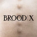Hog - Brood X
