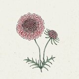 Jora Dahl Scabiosa atropurpurea "Salmon Pink" - grintavec | Shoptok.si