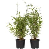Plant in a Box bambus - 2 kos - fargesia nitida 'red dragon' - višina 60-80cm - ⌀17cm, (21757619) | Shoptok.si
