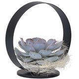 Plant in a Box eševerija 'black metal ring' - echeveria lilacina - višina 20cm, (21757896) Cene