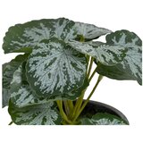 Ixia Umetna rastlina (višina 21,5 cm) Saxifraga – | Shoptok.si