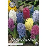  Cvjetne lukovice Zumbul Orientalis Mixed (Mješane boje, Botanički opis: Hyacinthus) Cijene