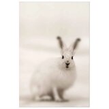  Plakat - Fearful Look 21x30 Bez okvira | shoptok.hr