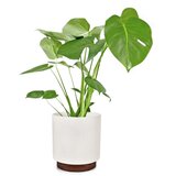 Fox & Fern Enspijk, posuda za cvijeće, drvo oraha, Polystone, ručno izrađene, 2 veličine | shoptok.hr