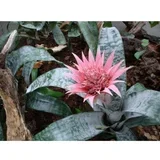 aechmea primera 15/60