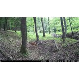 OXE Kamera za lov WiFi Hunter RD3019 i klasični dvogled FOMEI 7-21x40 ZCF Zoom + 32GB SD kartica, 8 baterija i tronožac! | shoptok.hr