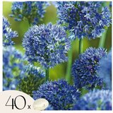Plant in a Box Luk - 40 kos - Allium 'Caeruleum' - Cvetne čebulice - Modra, (21755558) | Shoptok.si