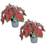 Plant in a Box kaladij - 2 kos - caladium 'postman joyner' - višina 25-40cm - ⌀12cm, (21758100) Cene