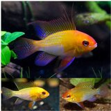 Akvarijum Centar gold ram | ePonuda.com