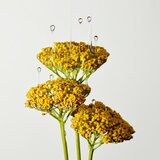 Origins Plantscription™ Multi-Powered Youth Serum pomlađujući serum za lice 30 ml | shoptok.hr