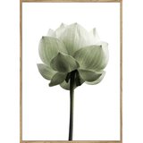 Monee UMETNIŠKI POTISK | Shoptok.si