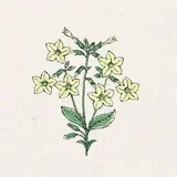 Nicotiana alata "Lime Green"