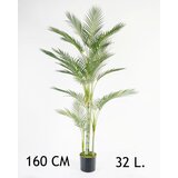Lilium palma areka 1X4 160cm,32 lista, 567274 Cene