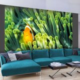 Tapeta - Anemonefish 350x270 Cijene