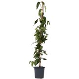 Plant in a Box kosteničevje - lonicera henryi 'copper beauty' - višina 110-120cm - ⌀17cm, (21757761) | Shoptok.si
