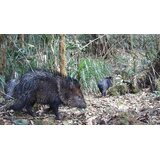 OXE Lovska kamera WiFi Hunter RD3019 in klasični daljnogled FOMEI 7-21x40 ZCF Zoom + 32GB SD kartica, 8 baterij in stojalo! | Shoptok.si