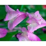 BIO dišeči grahor "Butterfly" - 40 zrn. | Shoptok.si