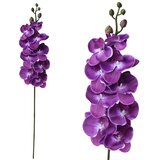  Rezano cvijeće grana orhideje 104 cm 31498038 Cijene