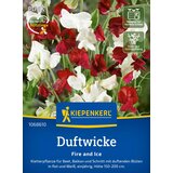 KIEPENKERL Dišeča Grašica "Fire and Ice" - 1 pkt. Cene