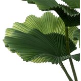 XXXL Okrasna Rastlina Palm Tree | Shoptok.si