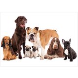  Tapeta - Dog Integration 400x280 | shoptok.hr