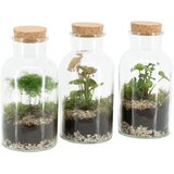  Terarij Syngonium Podophyllum, Asparagus Sprengeri | shoptok.hr