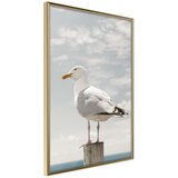  Poster - Curious Seagull 30x45 | shoptok.hr