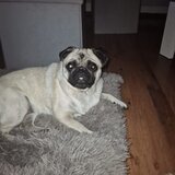 Trixie Keksići za pse u komadićima Trixie | Eponuda.com