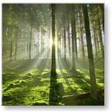  Slike na platnu drveće (moderne slike na platnu) | ePonuda.com