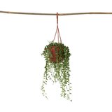 Plant in a Box Rowlejev grint - Senecio rowleyanus - Višina 10-20cm - ⌀12cm, (21758319) | Shoptok.si