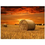  Tapeta - Fields of gold 250x193 | shoptok.hr