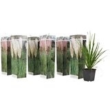 Plant in a Box pampaška trava - 6 kos - cortaderia selloana - višina 25-40cm - ⌀9cm, (21757283) Cene
