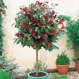 Photinia ser. Red robin - c18 l - kalem 100 cm