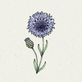 Jora Dahl Centaurea Cyanus "Classic Fantastic" - modri glavinec Cene