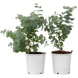 Plant in a Box evkalipt - 2 kos - eucalyptus 'pulverulenta' - višina 25-40cm - ⌀13cm, (21757797) Cene