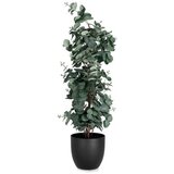  EUKALIPTUS 90CM U SAKSIJI PVC BIZZOTTO Cijene