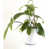 Botanopia Pomoč za plezalke "Mini Plant Stake" - Gold - Pompom Cene