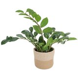 MID.YOU Umetna Rastlina Zamie | Shoptok.si