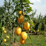 Plant in a Box pepino - 6 kos - solanum muricatum 'pepino gold' - višina 25-40cm - ⌀9cm, (21778555) | Shoptok.si