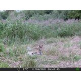 OXE Fotozamka Gepard II, eksterna baterija 6V/7Ah i kabel za napajanje + 32GB SD kartica i 4kom baterija! | shoptok.hr