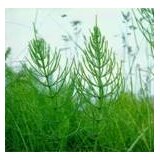 INSTITUT DR JOSIF PANČIĆ Institut Josif Pančić Čaj rastavić herba, 50g | Eponuda.com