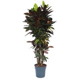 Plant in a Box kroton - codiaeum variegatum 'mrs. iceton' - višina 140-150cm - ⌀31cm, (21758006) Cene