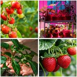  LED prigušiva podna lampa za gajenje biljaka VITARO 4xLED/7,5W/230V crna | Eponuda.com