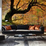  Tapeta - Autumn forest and leaves 450x270 Cijene