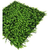 MID.YOU AKUSTIČNI PANEL Modular Wall System Design Flora 52/52/4 cm | Shoptok.si