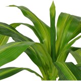  Umjetna biljka Dracena s posudom 100 cm Zelena | shoptok.hr